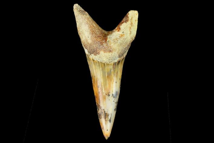 Colorful White/Mako Shark Tooth Fossil - Sharktooth Hill, CA #122717